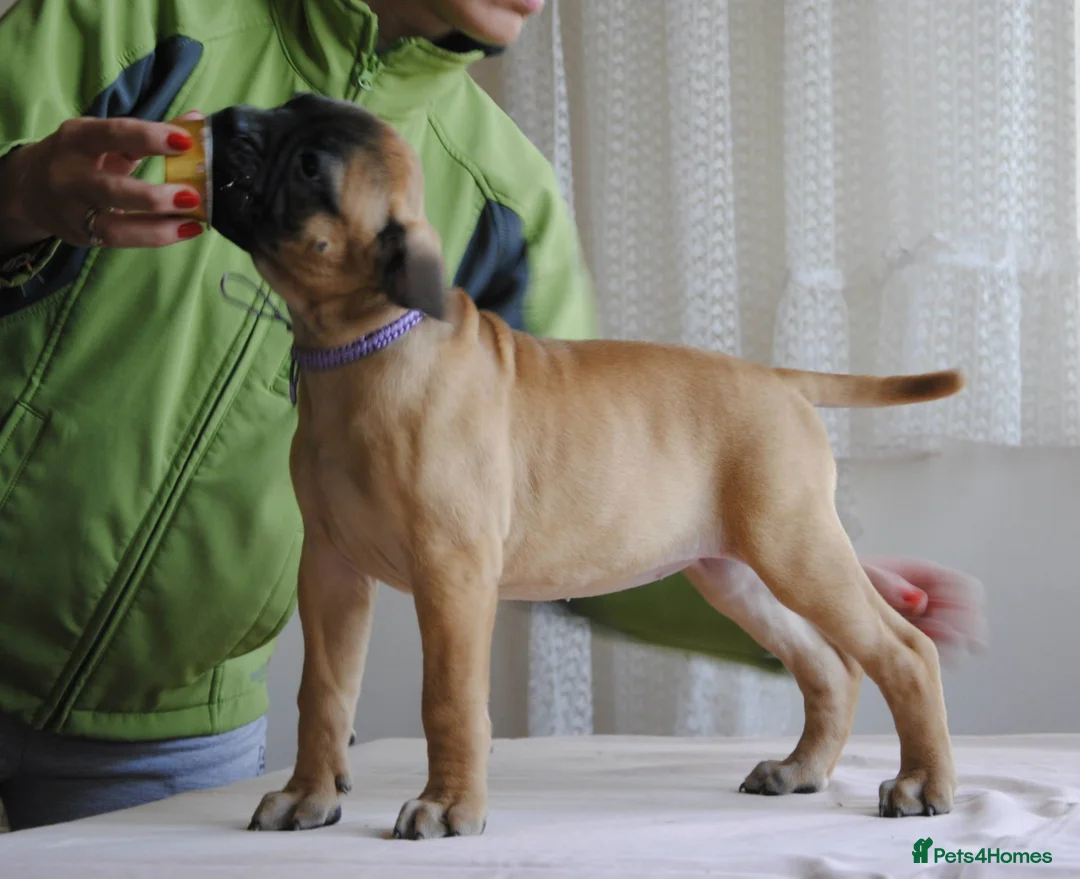 Bullmastiff dogs for sale: Bullmastiff puppies available for new homes... - Advert 1
