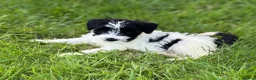 Miniature Schnauzer dogs for sale: Stunning, healthy BVA/MAC screened mini schnauzers - Advert 16
