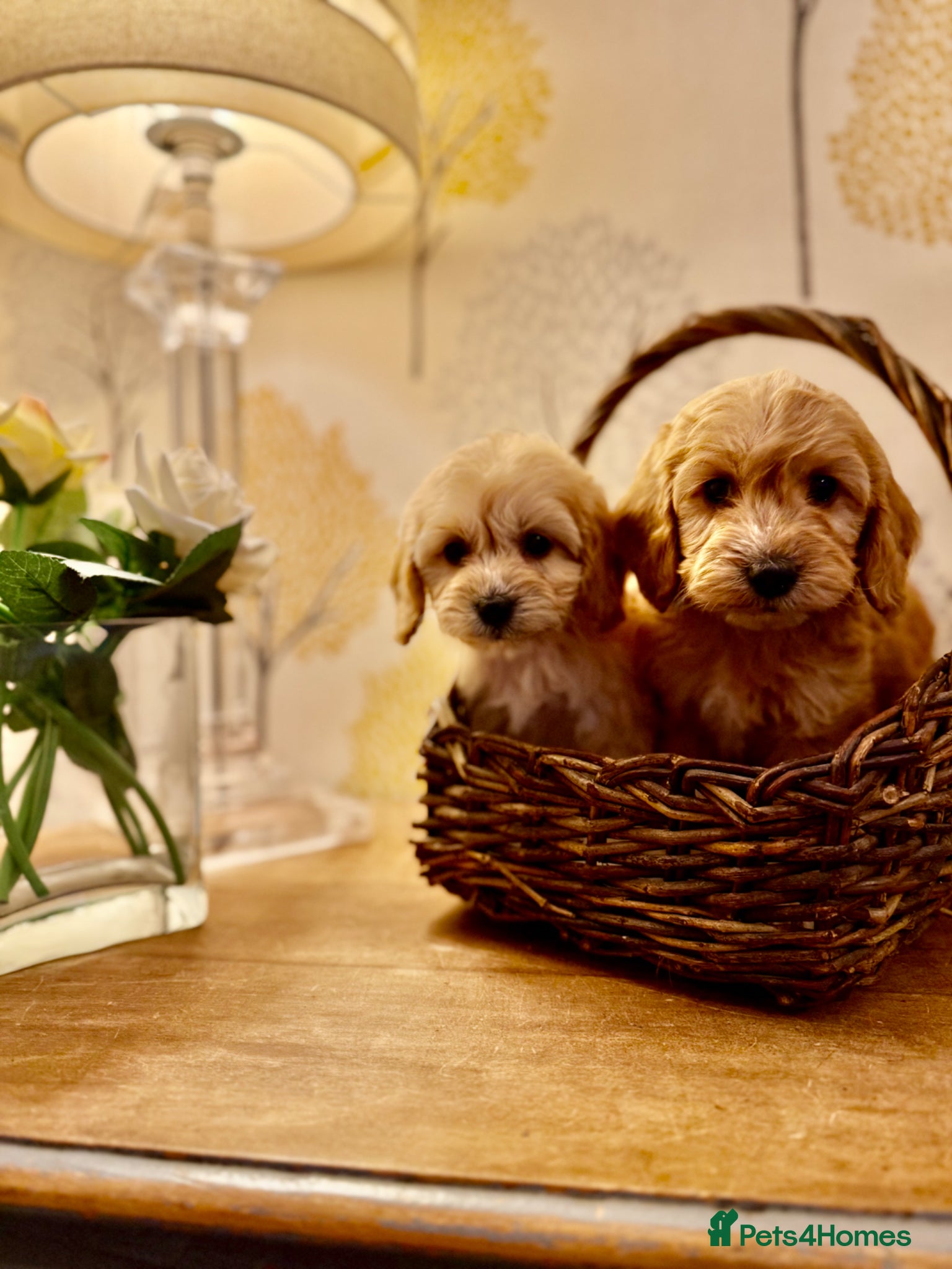 Cavapoo dogs 🌸 FULLY HEALTH TESTED, READY NOW 🌸 - Advert 1