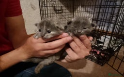 Mixed Breed cats for sale: 3 stunning kittens - Image 5
