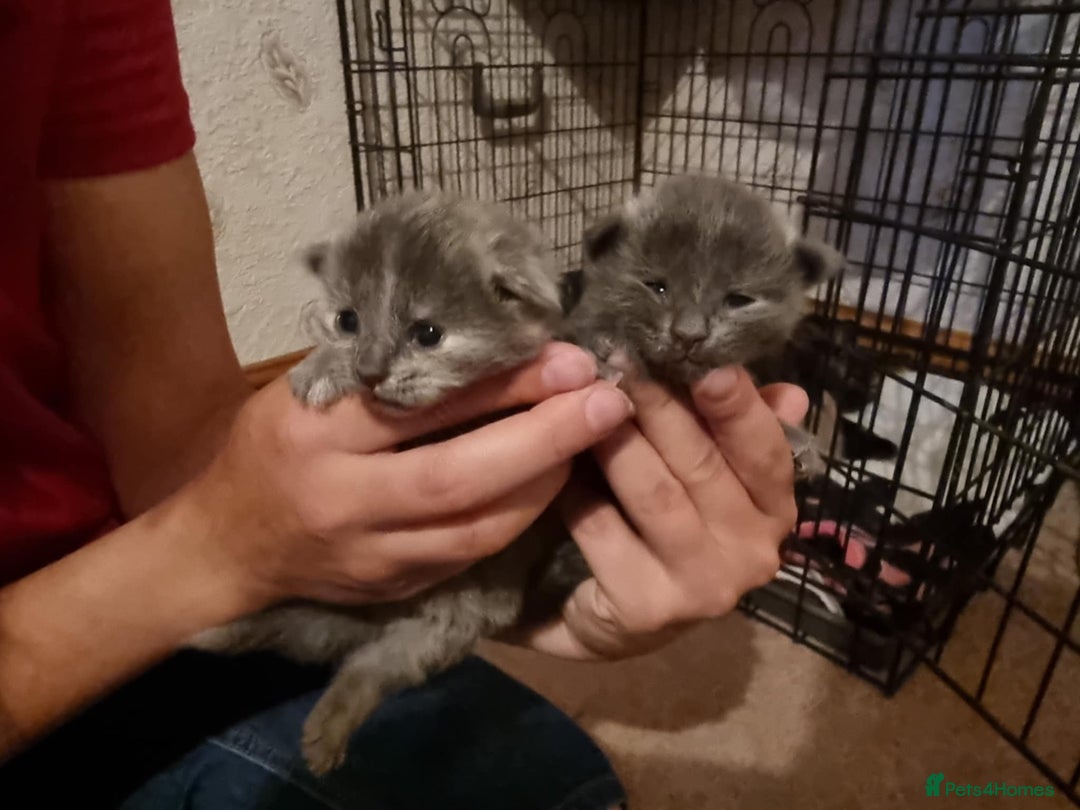Mixed Breed cats for sale: 3 stunning kittens - Image 5