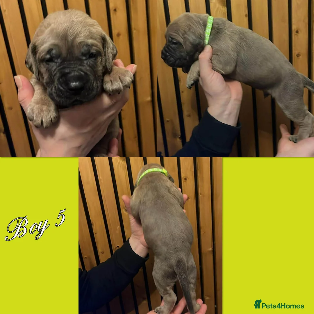 Cane Corso dogs for sale: Cane corso pups  - Advert 8