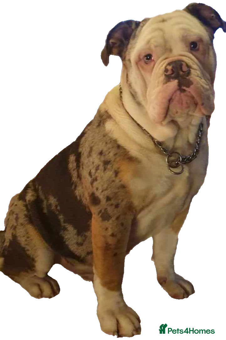 Olde English Bulldogge dogs old english bulldogg - Advert 7