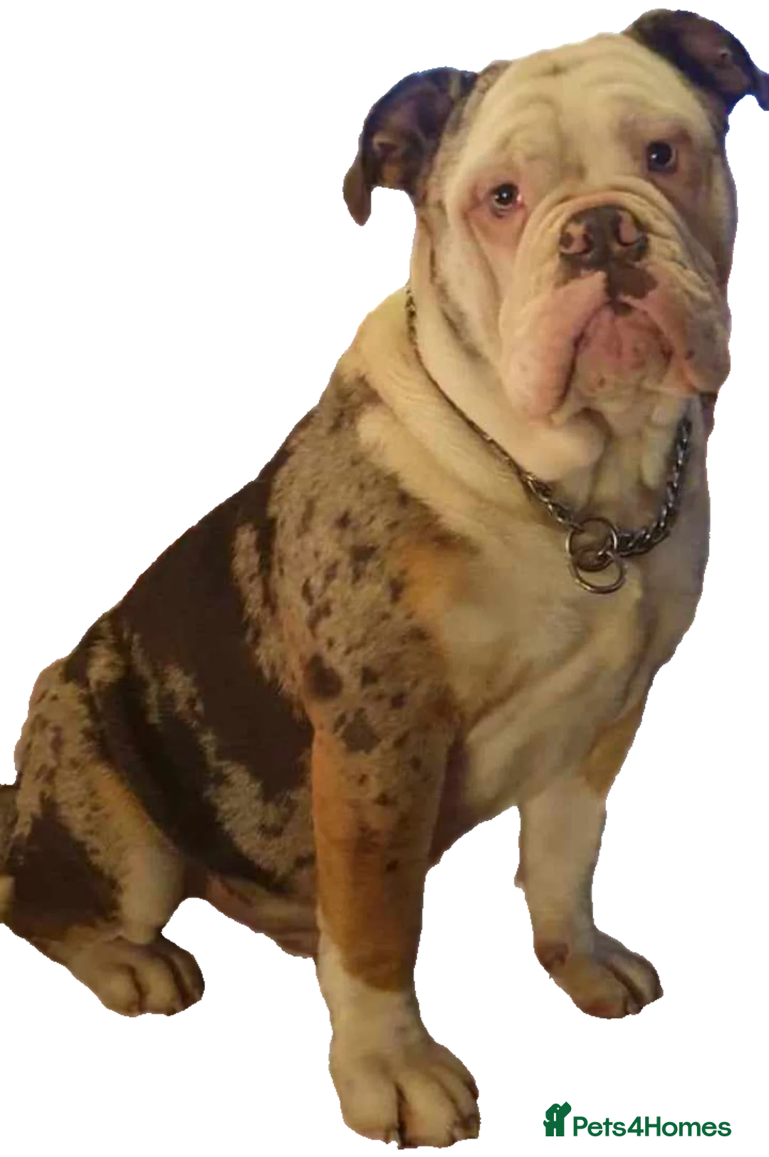 Olde English Bulldogge dogs for sale: old english bulldogg - Advert 1