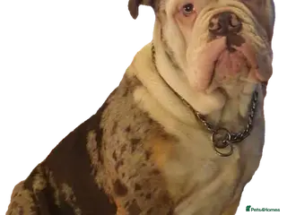 Olde English Bulldogge dogs old english bulldogg - Advert 7