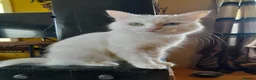 Mixed Breed cats for sale: 4 attractive Turkish Angora/Maine Coon kittens in Newquay - Advert 32