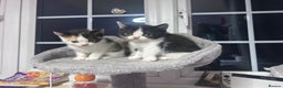 Mixed Breed cats for sale: Beautiful kittens - Advert 2
