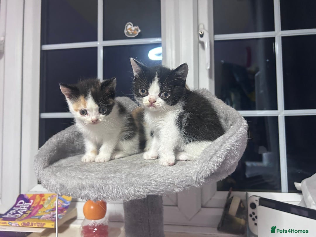 Mixed Breed cats for sale: Beautiful kittens - Advert 2