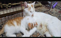 Domestic Shorthair cats for sale: Mom and kitten for sale - Image 3