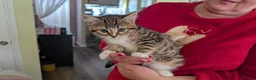 Mixed Breed cats for sale:  Beautiful Kittens Looking for friendly home  in Wigston - Advert 8