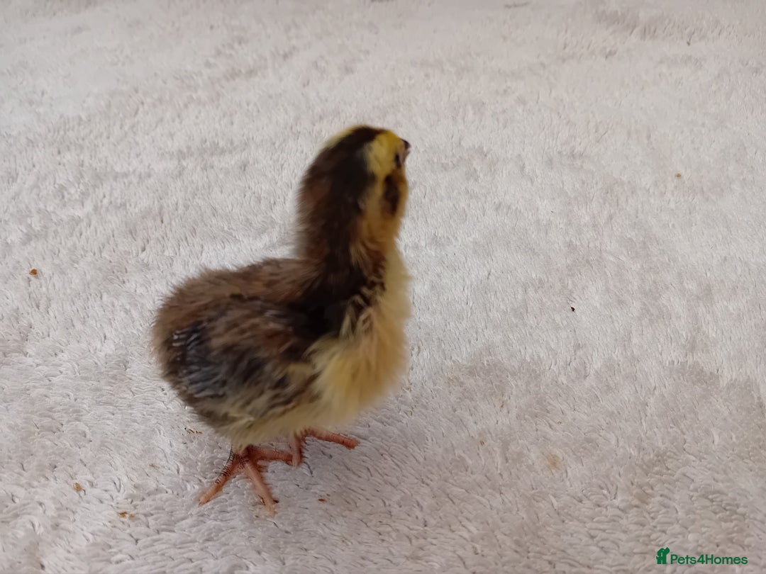 Quail poultry for sale: Coturnix, Celadon and Chinese Painted Quail Chicks - Image 7