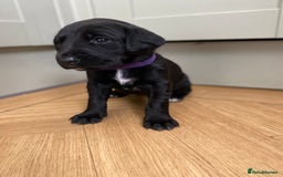 Mixed Breed dogs for sale: Beautiful pointer lab puppies!  - Image 25