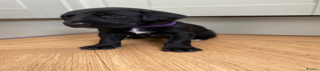 Purple pup