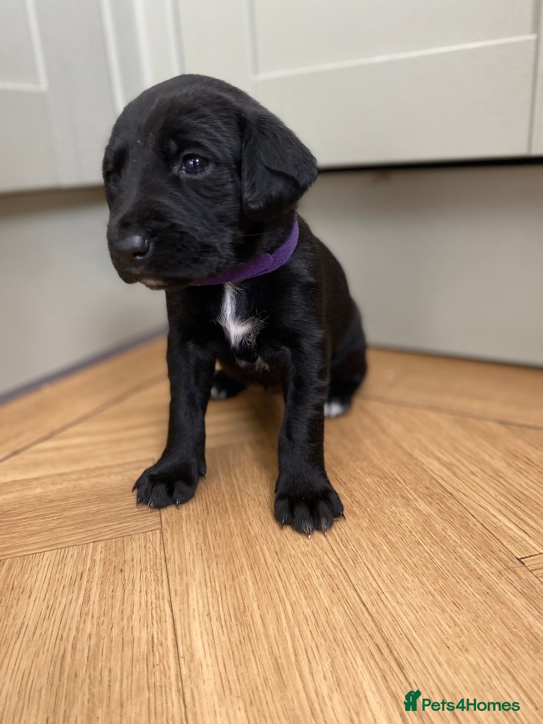 Mixed Breed dogs for sale: Beautiful pointer lab puppies!  - Image 25