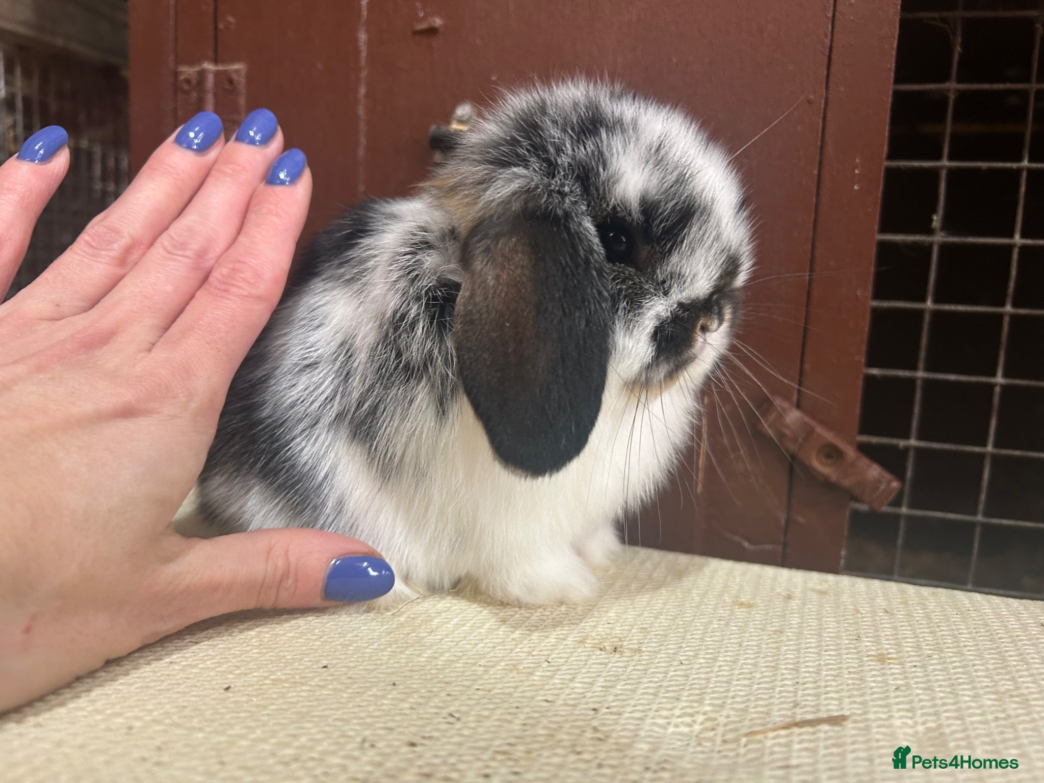 Mini Lop rabbits Vaccinated Baby mini lop bucks - Advert 15