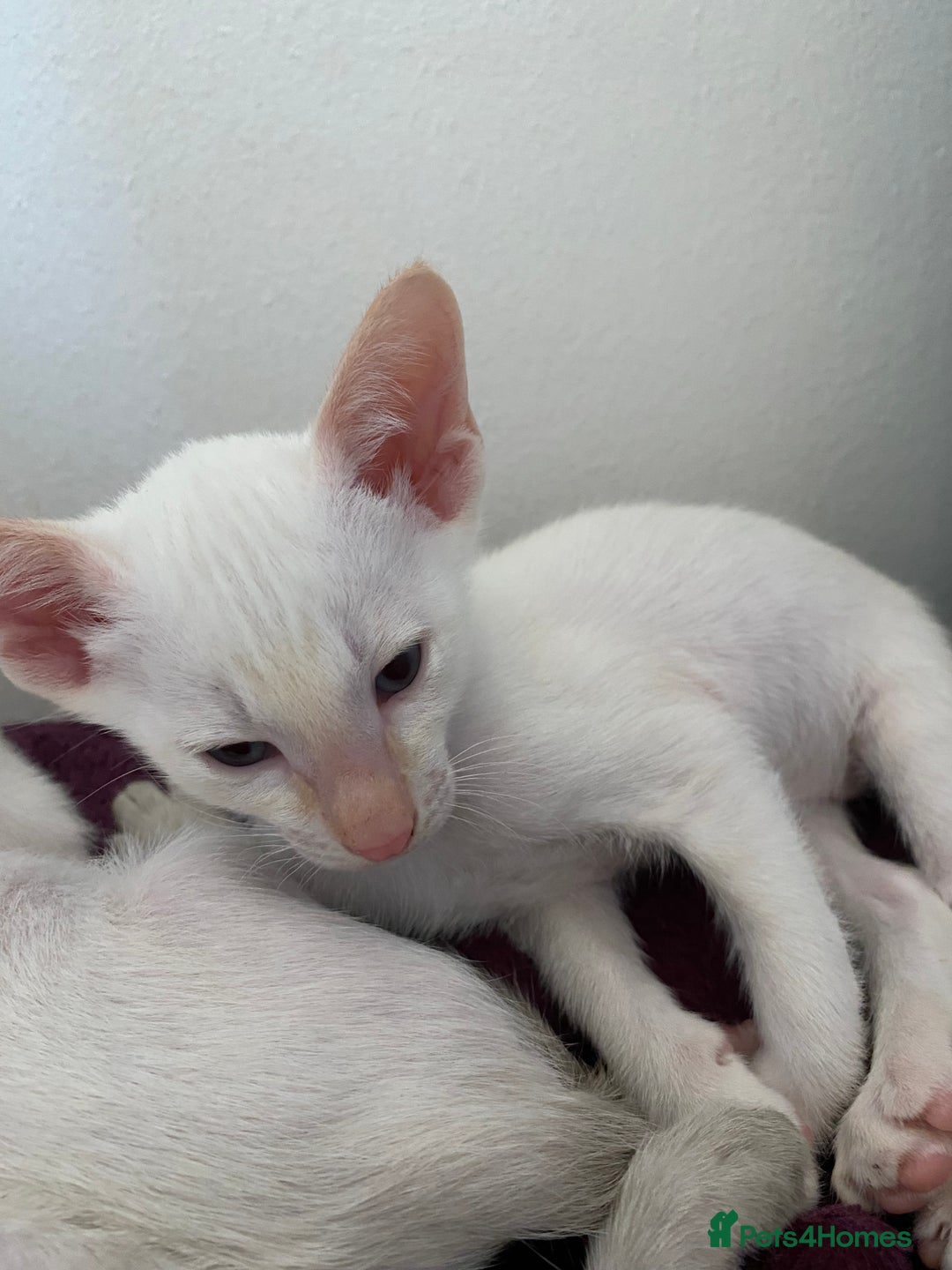 Siamese cats for sale:  Flame point Siamese kittens  - Advert 10