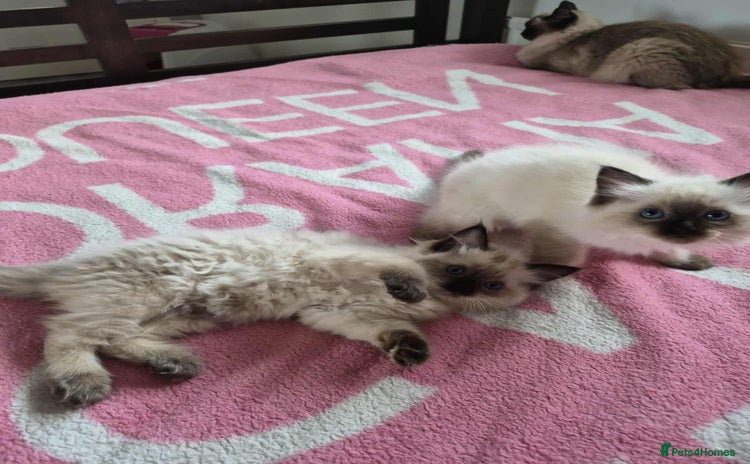 Ragdoll cats - Advert 13