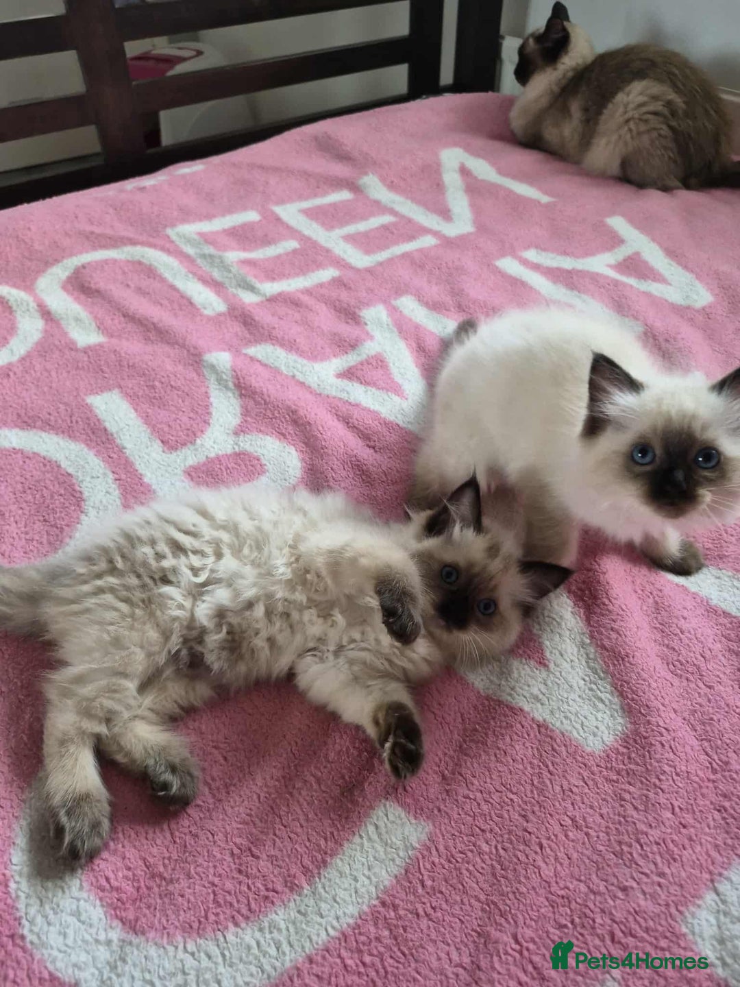 Ragdoll cats for sale: Ragdoll kittens  - Image 1