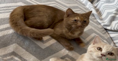 British Shorthair cats - Advert 16