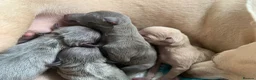 Italian Greyhound dogs for sale: PETITE KC Italian greyhound puppies Europ. lineage - Advert 3
