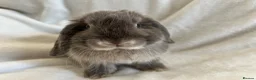 Mini Lop rabbits for sale: Mini Lops Ready Now  - Advert 6