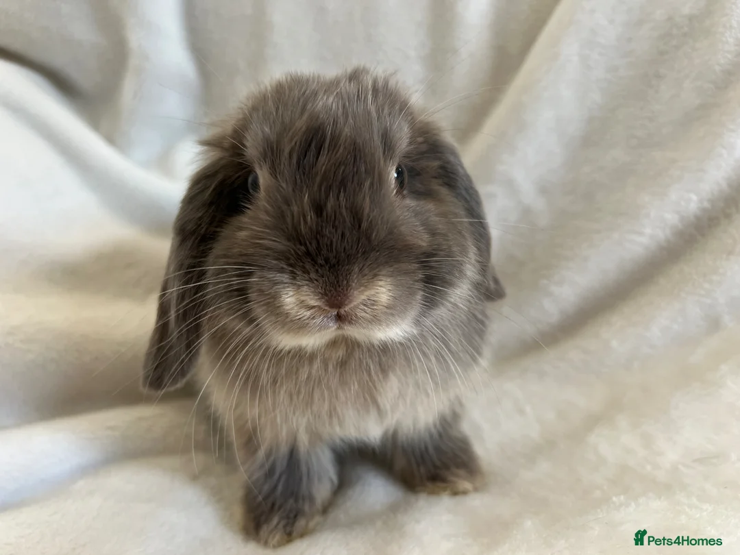 Mini Lop rabbits for sale: Mini Lops Ready Now  - Advert 6