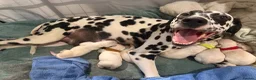 Dalmatian dogs for sale: KC Registered Dalmatian Pups Available to Reserve - Advert 1