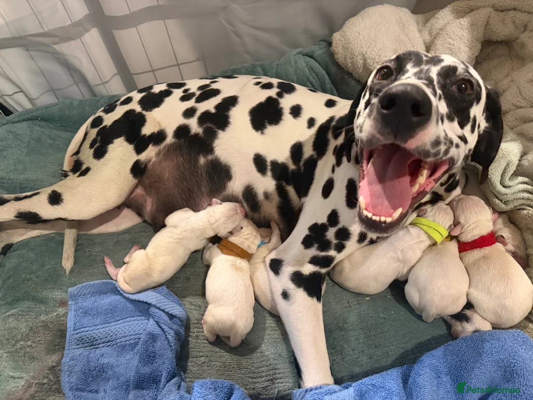 Dalmatian dogs for sale: KC Registered Dalmatian Pups Available to Reserve - Advert 1