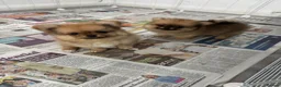 Pomchi dogs for sale: 3 beautiful pomchi puppy’s  in Crawley - Advert 11