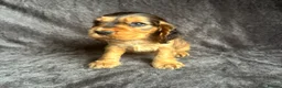 Cocker Spaniel dogs for sale: Gorgeous boy, ready now! KC Cocker Spaniel  - Advert 15