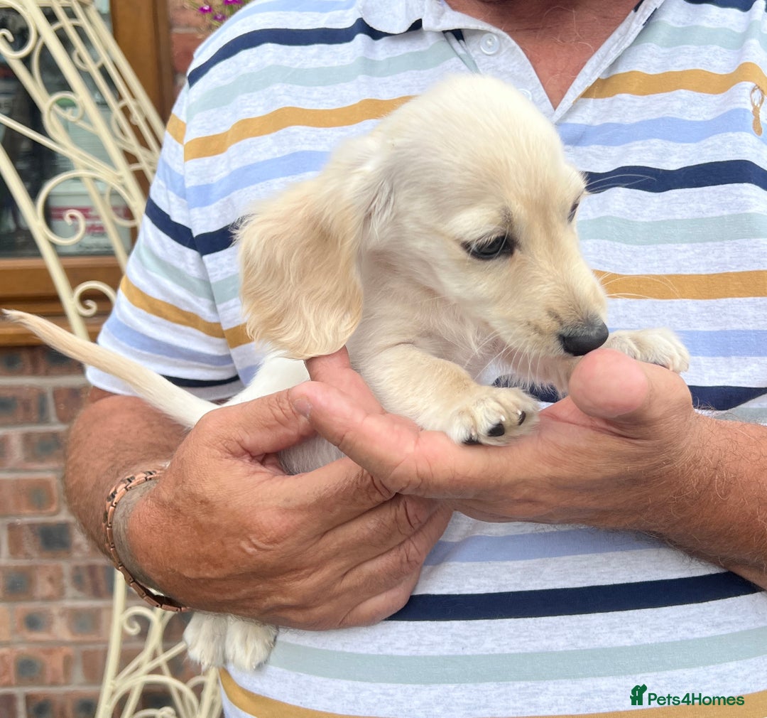 Miniature Dachshund dogs for sale: Cream Longhair Miniature Dachunds Ready Now - Image 6