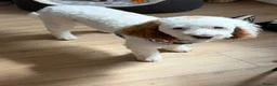 Sproodle dogs for sale: Gorgeous sproodle boy  - Advert 7