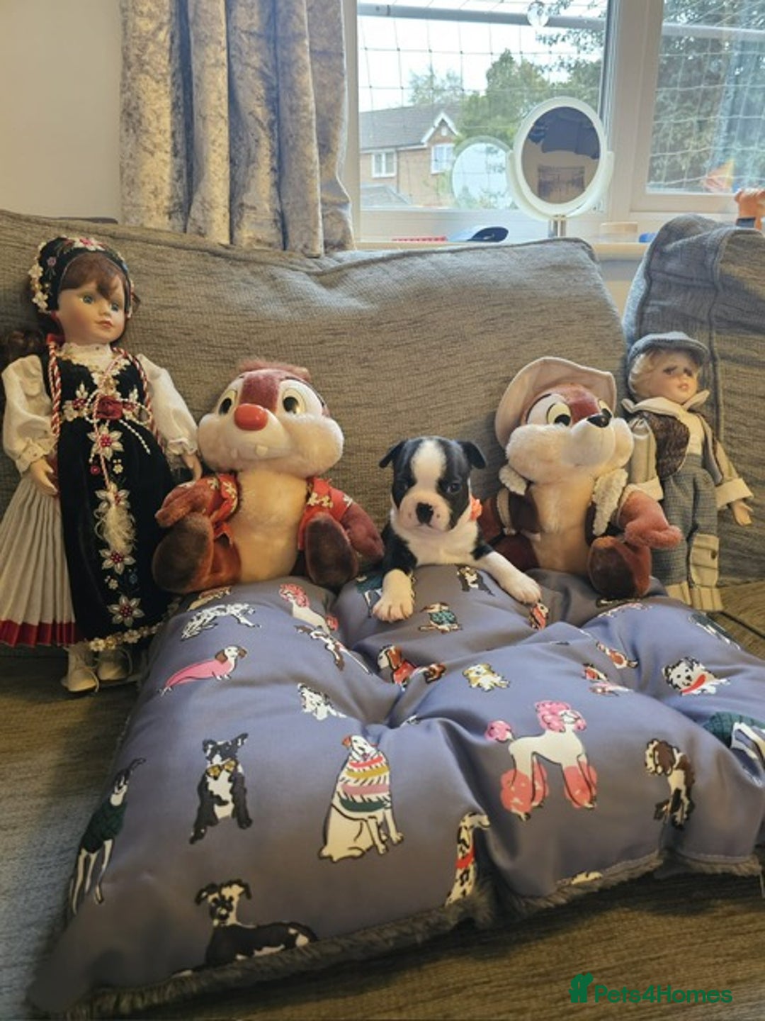 Boston Terrier dogs for sale: Boston Terrier 5* puppies - Image 21