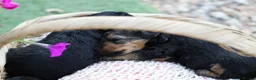 Welsh Terrier dogs for sale: Kc registered Welsh terriers in Southampton - Advert 8