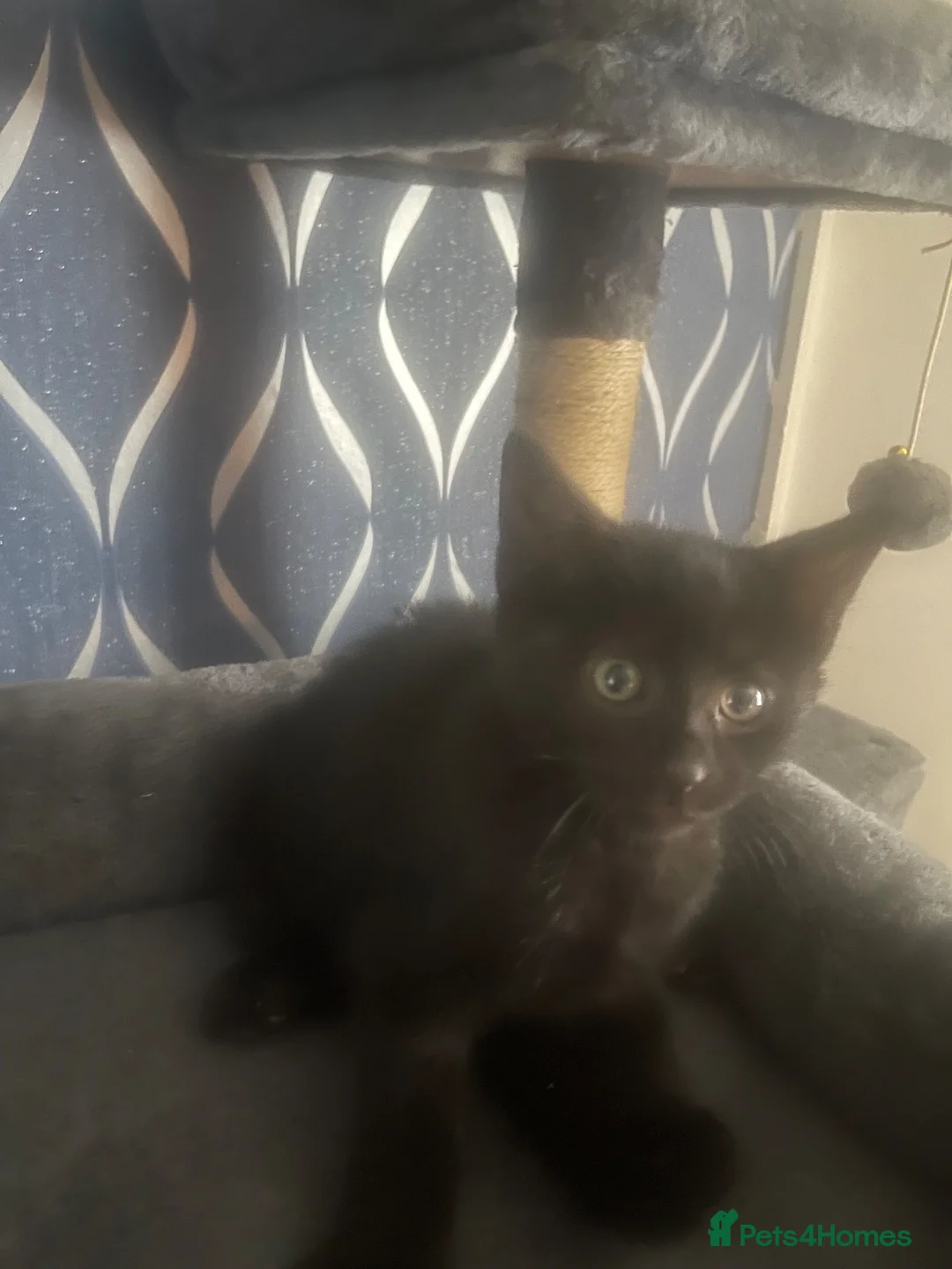 Mixed Breed cats for sale: Kittens for sale £60 each in Middlesbrough - Advert 2