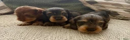 Dachshund dogs for sale: Standard Wire Haired Dachshund Puppies - Advert 10