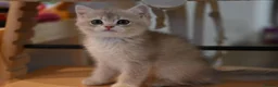 British Shorthair cats for sale: British shorthair blue golden kittens WCF/TICA - Advert 3