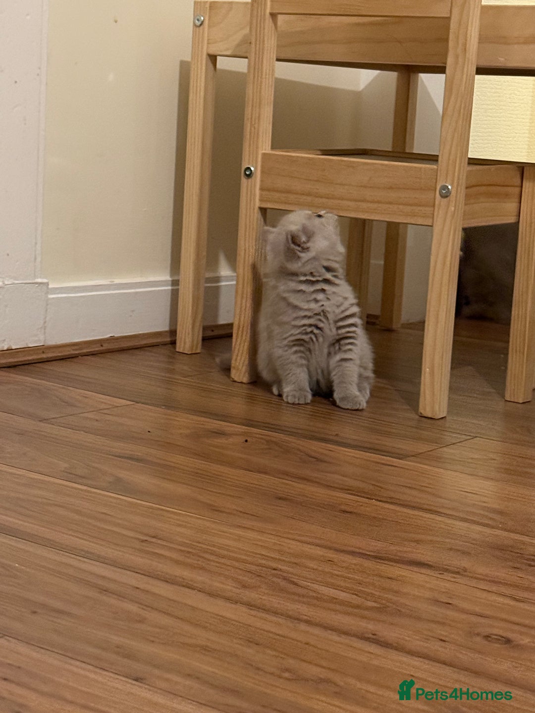 British Shorthair cats for sale: Beautiful rare lilac British shorthair kittens - Image 4
