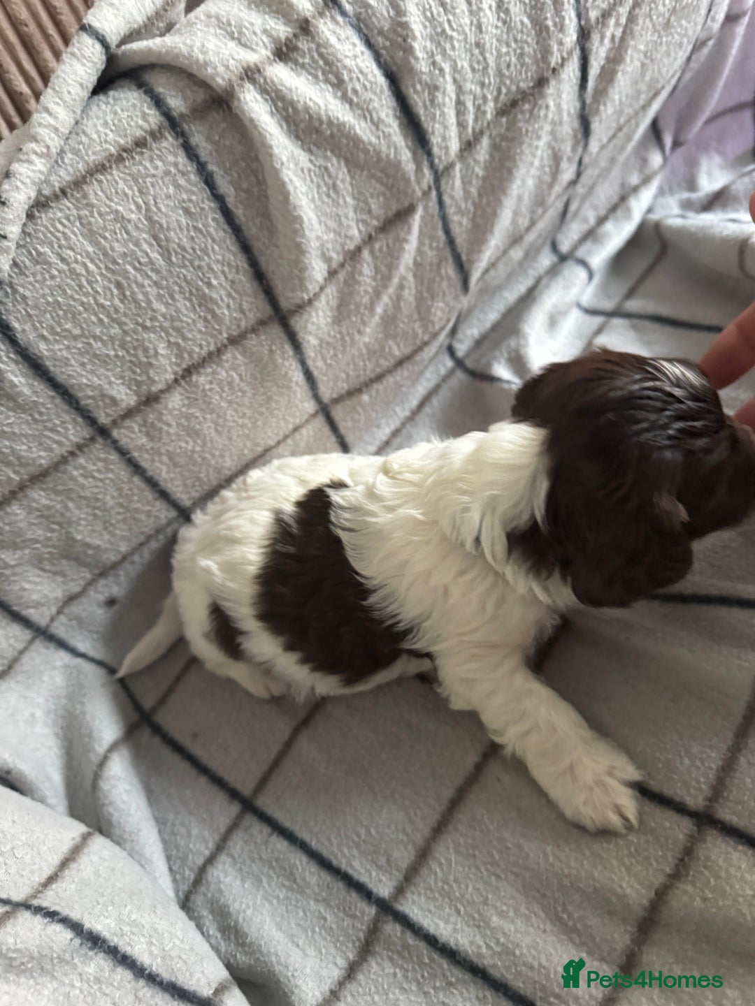Mixed Breed dogs for sale: 8 Springer mix Puppies - Advert 21