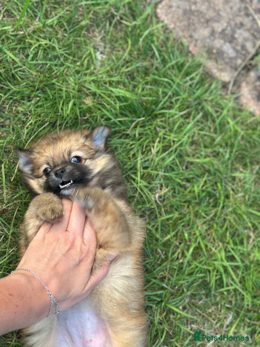 Pomeranian dogs for sale: 5 BEAUTIFUL TEDDY TYPE FOXY POMERANIANS - Image 12