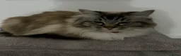 Ragdoll cats for sale: Female ragdoll - Advert 2