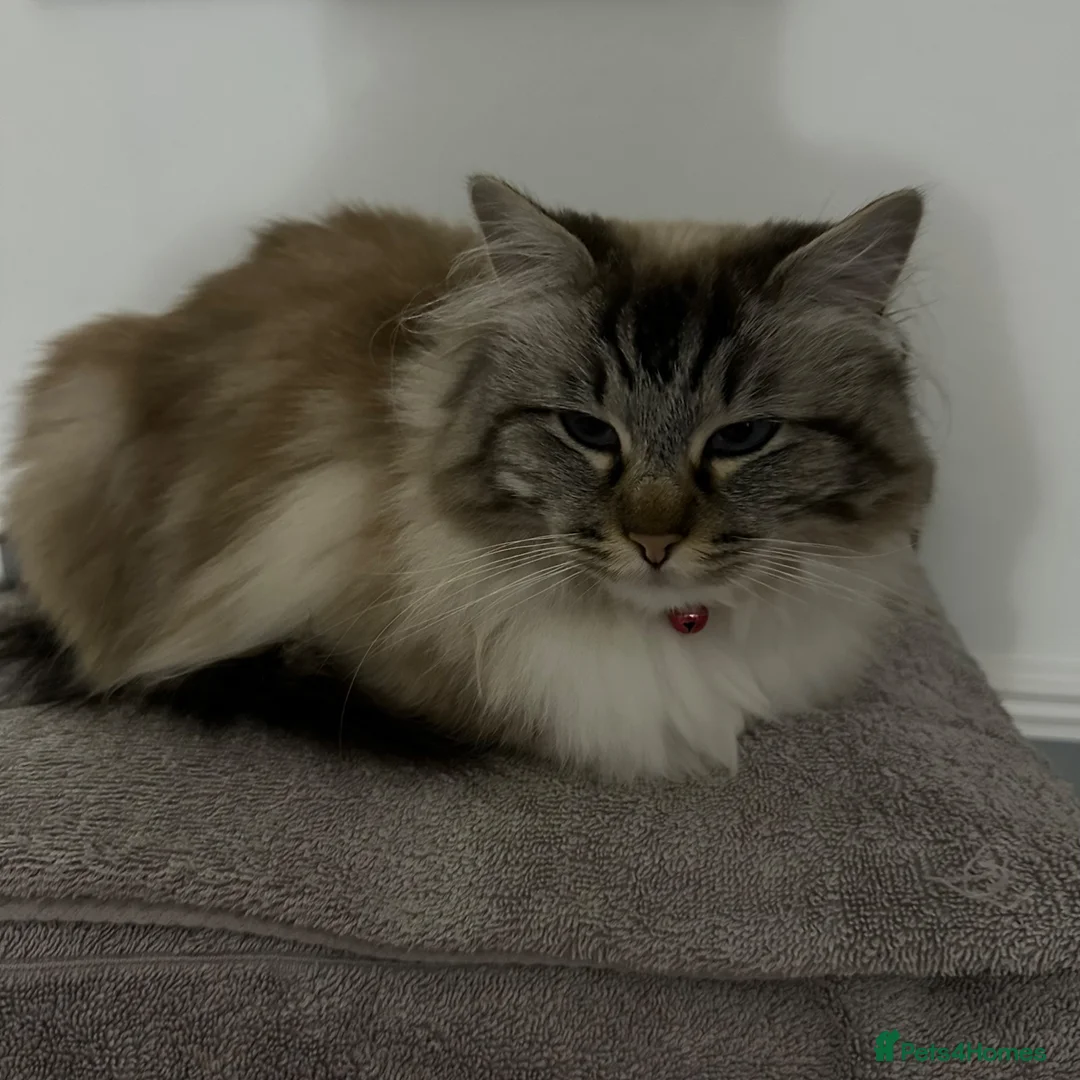 Ragdoll cats for sale: Female ragdoll - Advert 2