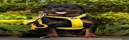 Rottweiler dogs for sale: ⭐️ KC registered Rottweiler puppies ⭐️ - Advert 11