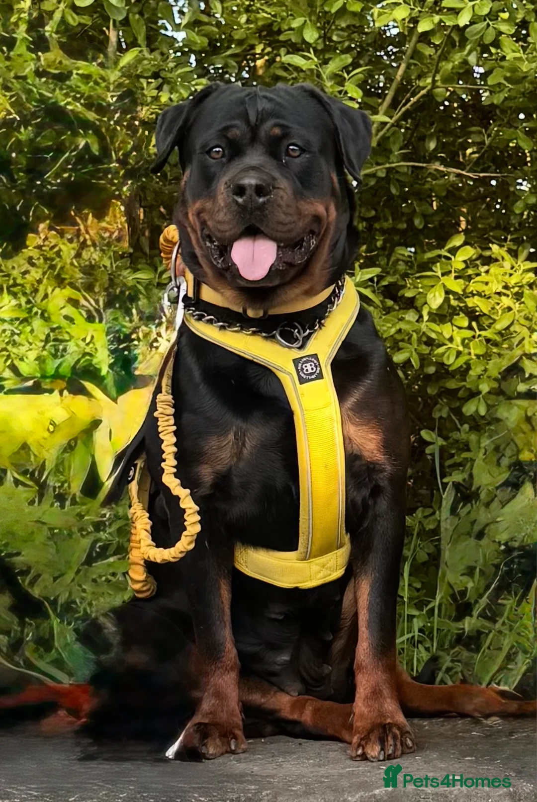Rottweiler dogs for sale: ⭐️ KC registered Rottweiler puppies ⭐️ - Advert 11