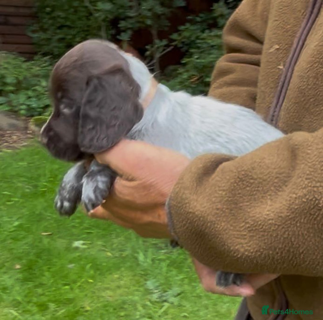 Cocker Spaniel dogs for sale: KC Reg Working Cocker spaniel puppies roan - Image 15