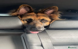 German Shepherd dogs for sale: German shepherd female  - Image 3