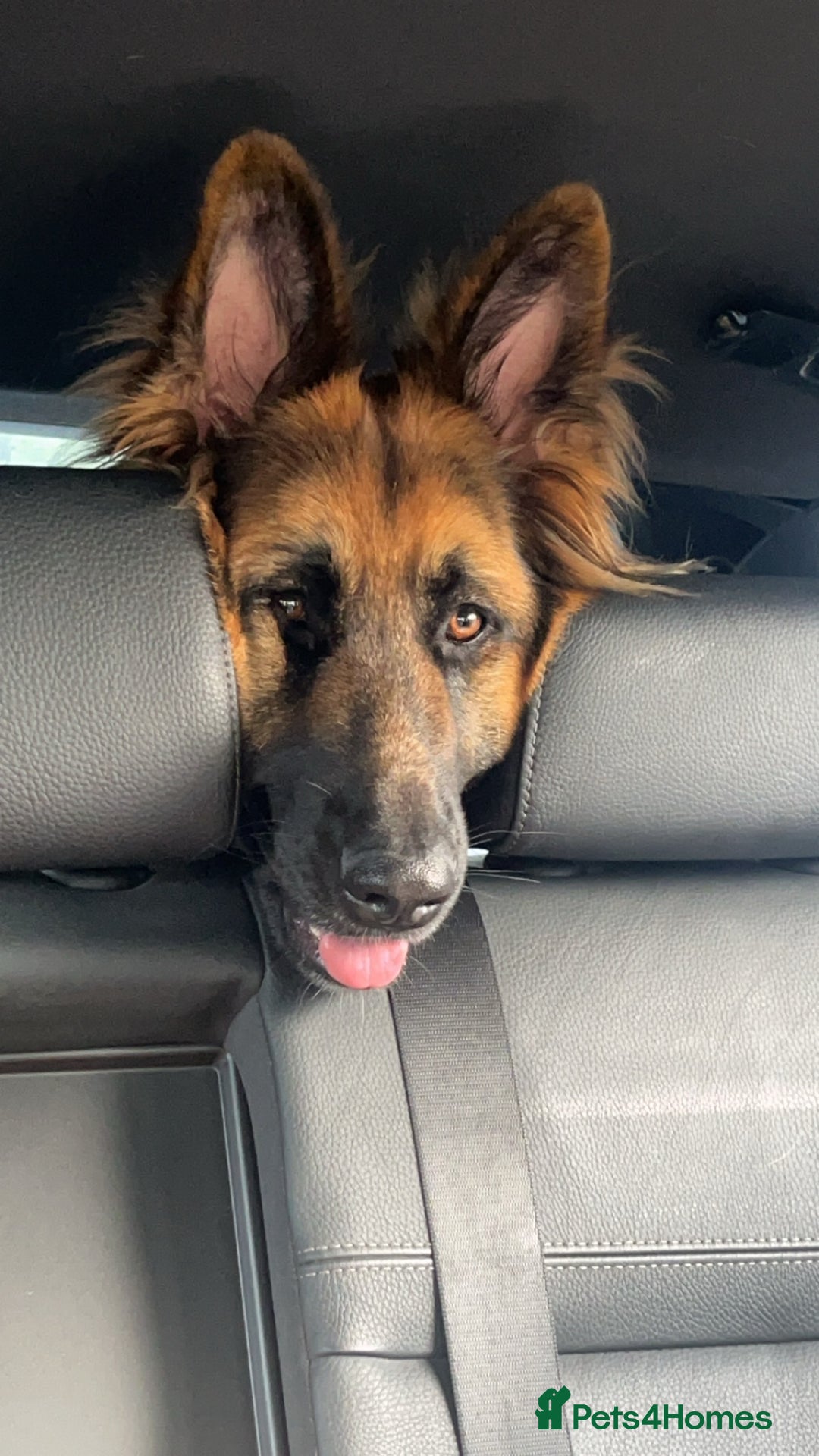 German Shepherd dogs for sale: German shepherd female  - Image 3