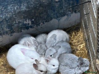 Netherland Dwarf rabbits Lots of netherland dwarfs for sale - Advert 15