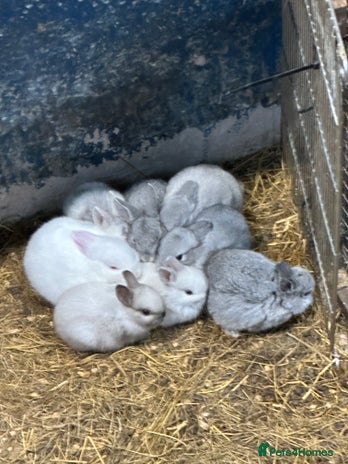 Netherland Dwarf rabbits Lots of netherland dwarfs for sale - Advert 9