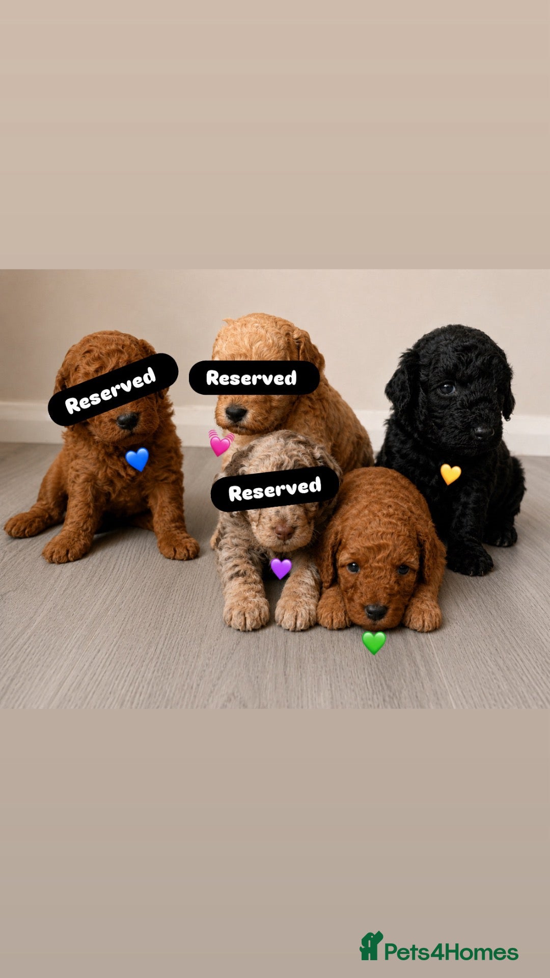 Cockapoo dogs Gorgeous Curly F1bb Miniature Cockapoos - Advert 2
